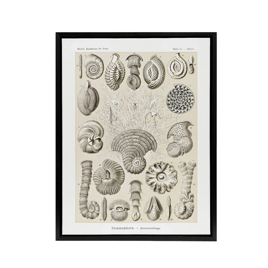 Thalamophora Vintage Marine Life Haeckel Black Framed Canvas Wall Art