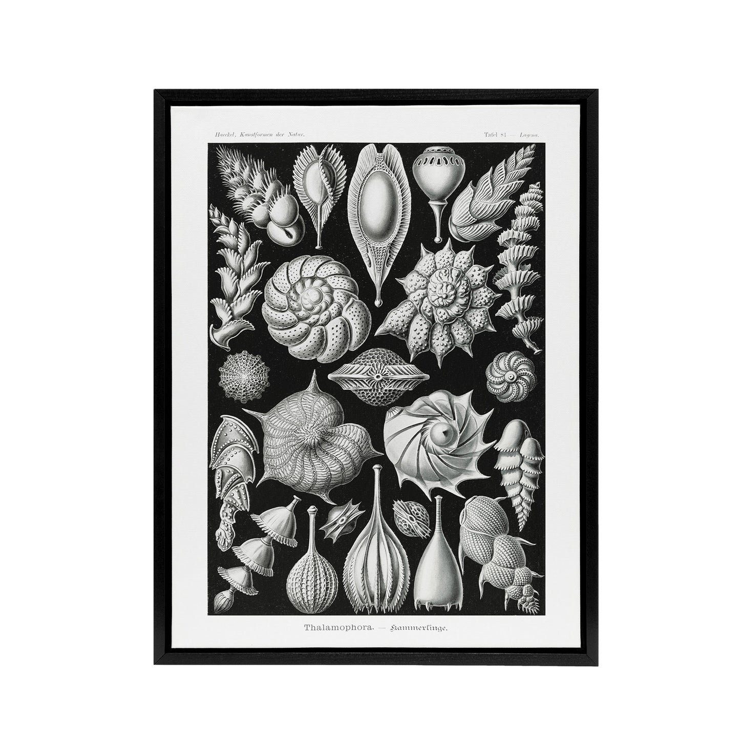Thalamophora Forams Shells Haeckel Botanical Black Framed Canvas Wall Art