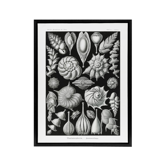Thalamophora Forams Shells Haeckel Botanical Black Framed Canvas Wall Art