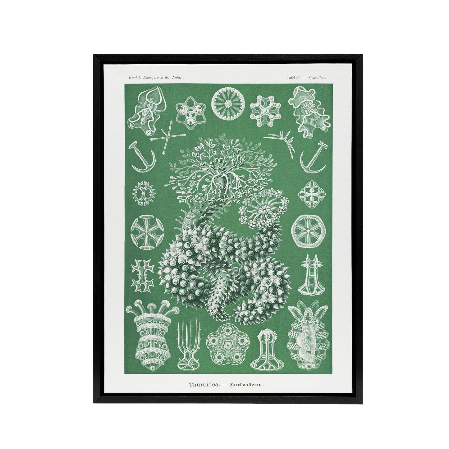 Ocean Sea Cucumber Beach Haeckel Botanical Black Framed Canvas Wall Art
