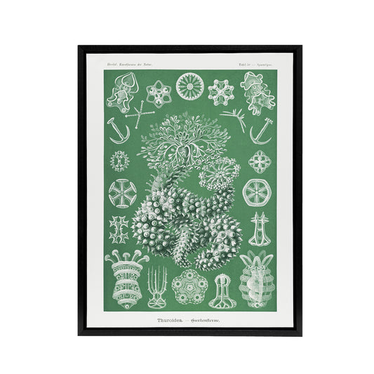 Ocean Sea Cucumber Beach Haeckel Botanical Black Framed Canvas Wall Art