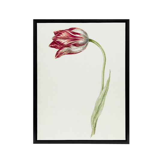 Pink Tulip Flower Drawing Jean Bernard Vintage Framed Canvas Wall Art