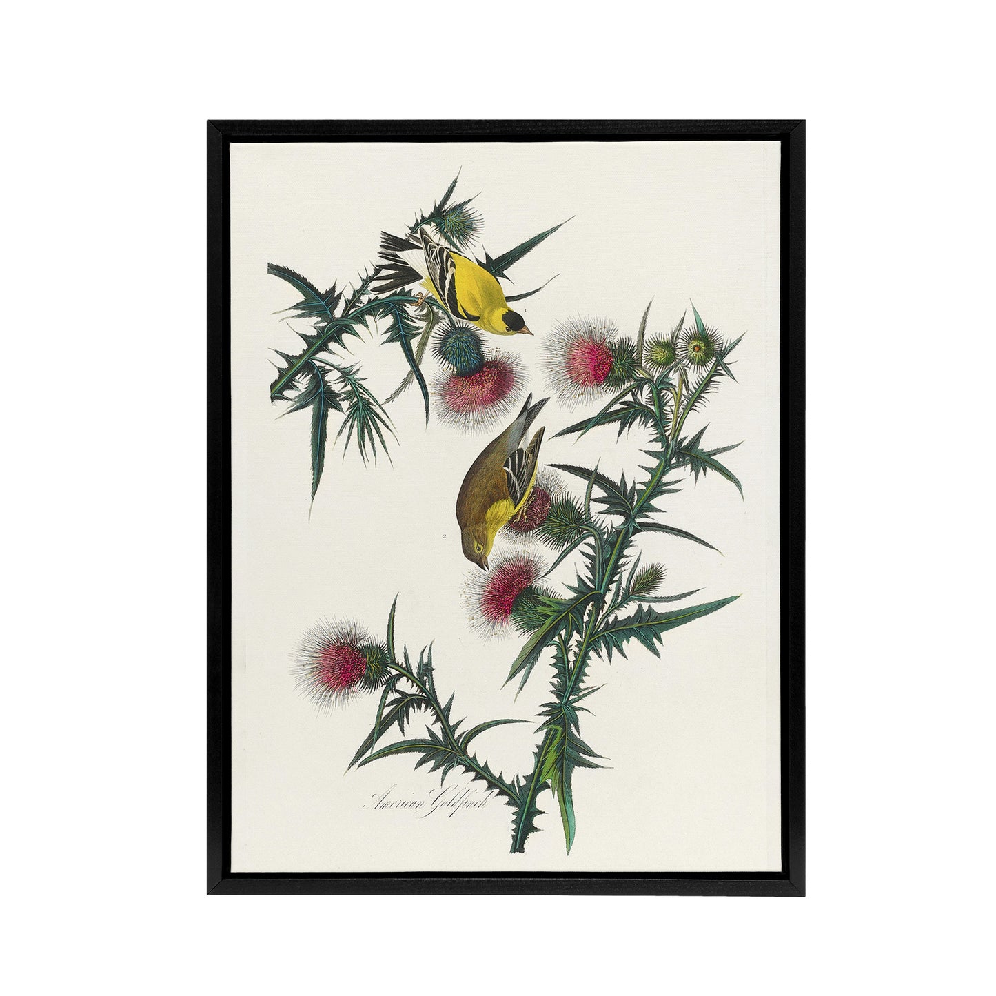 American Goldfinch and Thistle Audubon Nature Framed Canvas Wall Art
