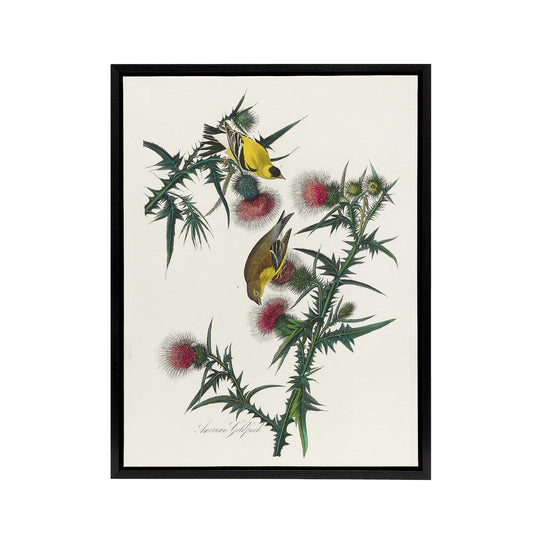American Goldfinch and Thistle Audubon Nature Framed Canvas Wall Art
