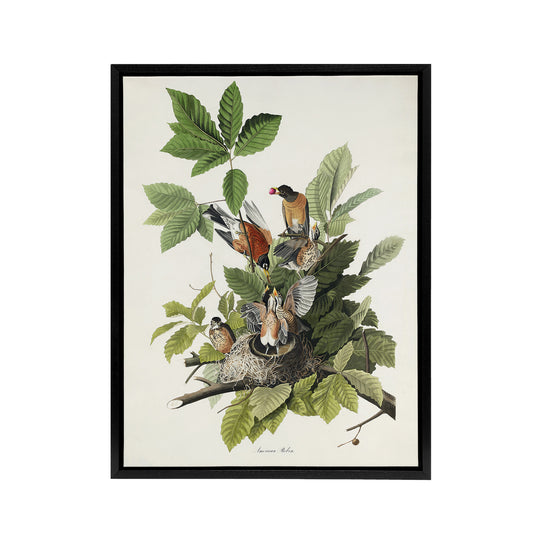 American Robin Birds Nest Audubon Nature Black Framed Canvas Wall Art