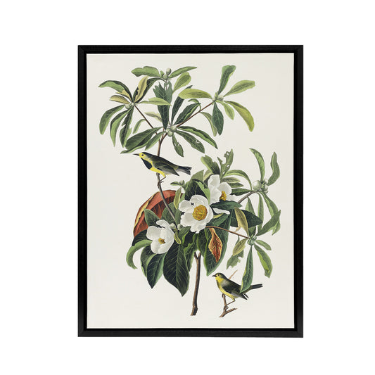 Bachman's Warbler and Franklinia Tree Audubon Framed Canvas Wall Art