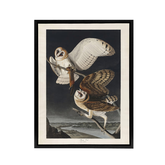 Birds of America Barn Owl Audubon Nature Black Framed Canvas Wall Art