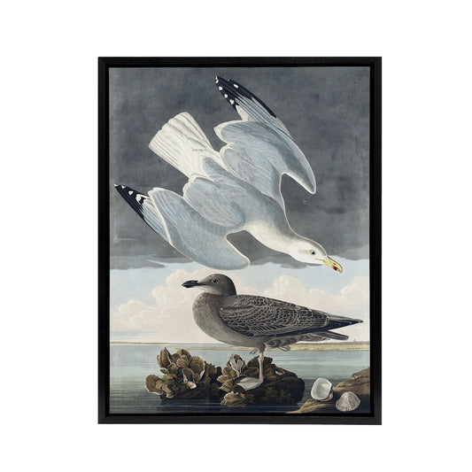 Birds of America Herring Gull Audubon Nature Black Framed Canvas Wall Art