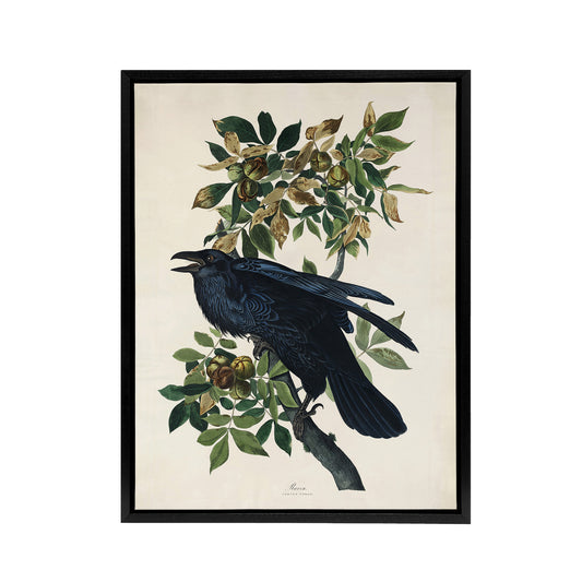 Birds of America Raven Audubon Nature Black Framed Canvas Wall Art