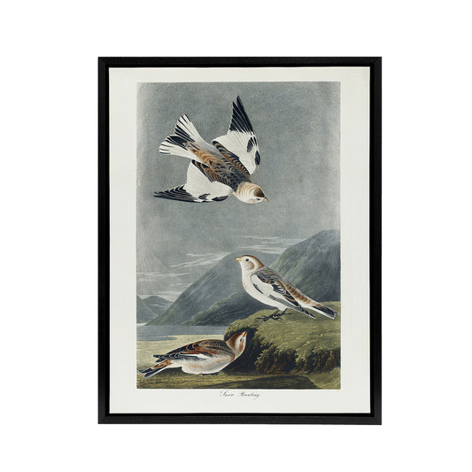 Birds of America Snow Bunting Audubon Nature Black Framed Canvas Wall Art