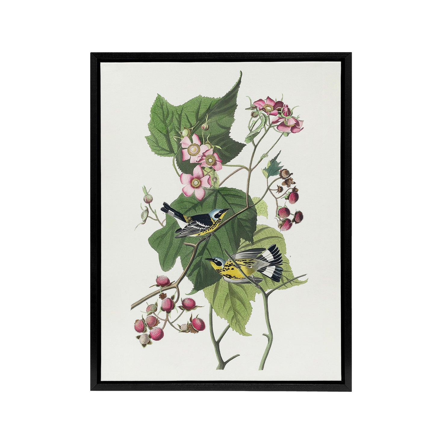 Black and Yellow Warblers Audubon Nature Black Framed Canvas Wall Art