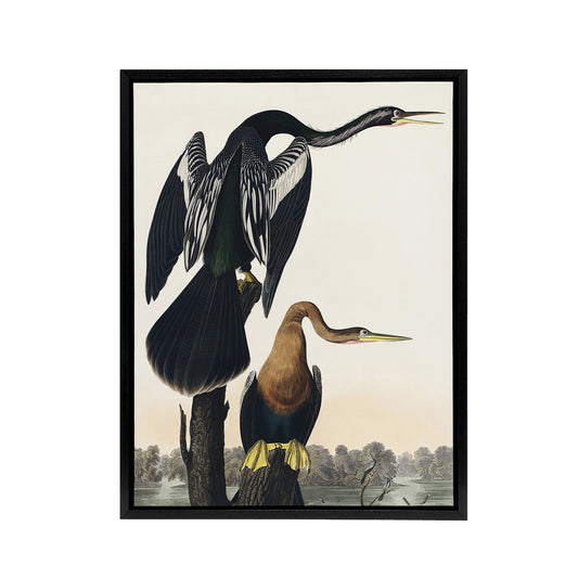 Black Bellied Darter Bird Audubon Nature Black Framed Canvas Wall Art
