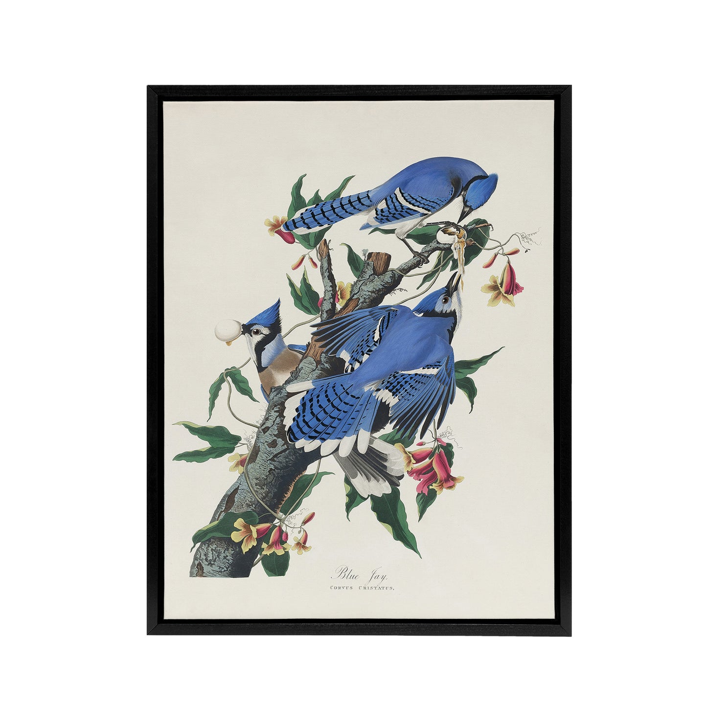 Blue Jay and Trumpet Flowers Audubon Nature Black Framed Canvas Wall Art
