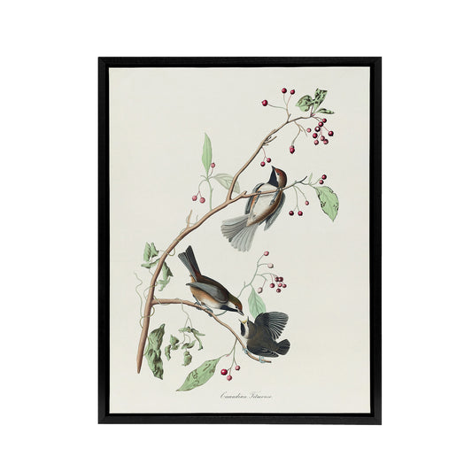 Canadian Titmouse Bird Audubon Nature Black Framed Canvas Wall Art