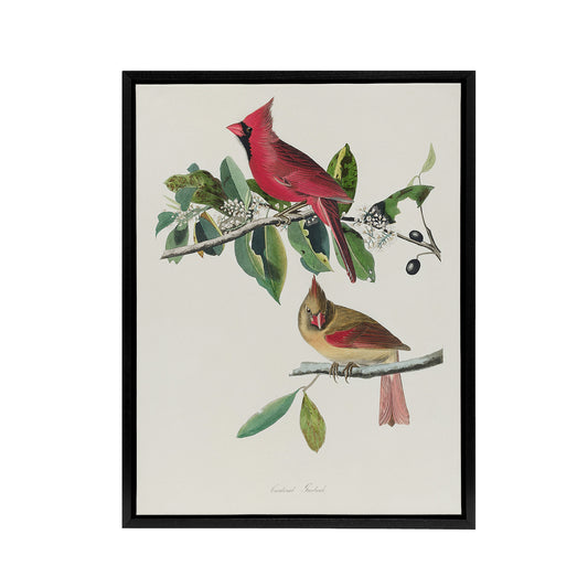 Cardinal Grosbeak Bird Audubon Nature Black Framed Canvas Wall Art