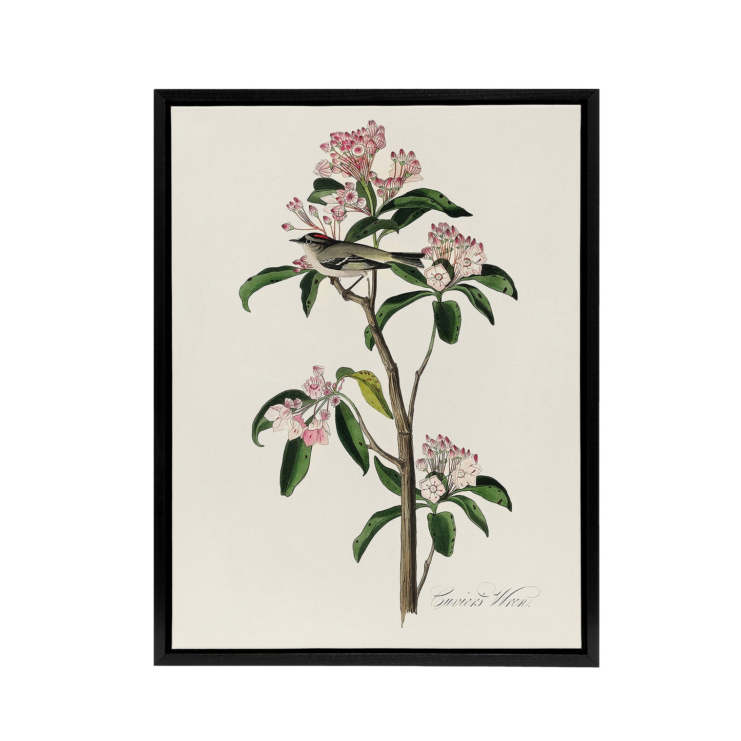 Cuviers Kinglet Bird and Mountain Laurel Audubon Framed Canvas Wall Art