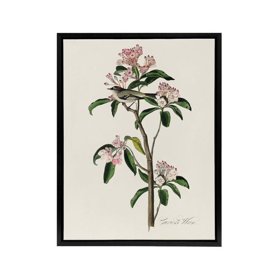 Cuviers Kinglet Bird and Mountain Laurel Audubon Framed Canvas Wall Art