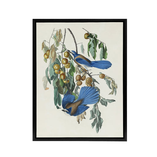 Florida Jay and Persimmon Tree Audubon Nature Framed Canvas Wall Art