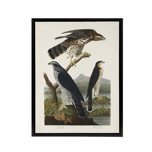 Goshawk and Stanley Hawk Audubon Nature Black Framed Canvas Wall Art