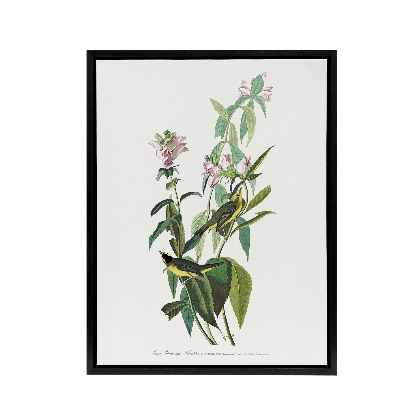 Green Black Capped Flycatcher Audubon Nature Black Framed Canvas Wall Art