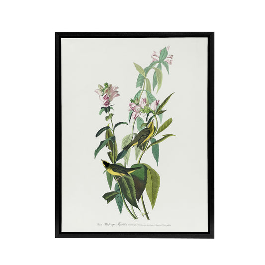 Green Black Capped Flycatcher Audubon Nature Black Framed Canvas Wall Art