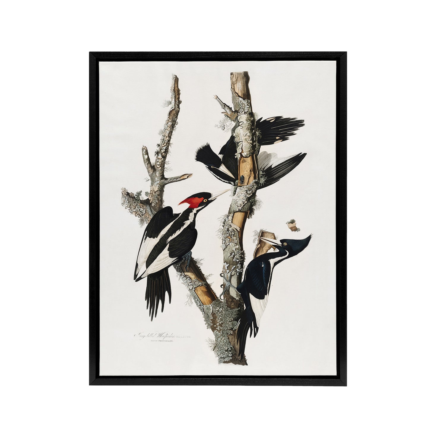 Ivory Billed Woodpecker Audubon Nature Black Framed Canvas Wall Art