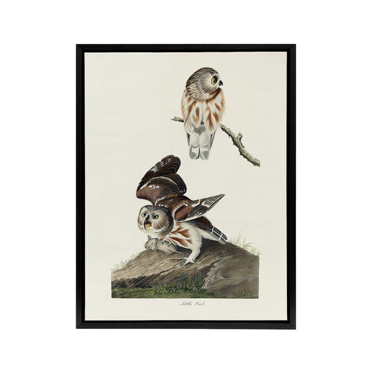 Birds Of America Little Owls Audubon Nature Black Framed Canvas Wall Art