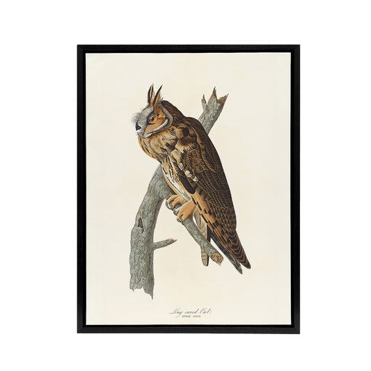 Birds Of America Long Eared Owl Audubon Nature Framed Canvas Wall Art