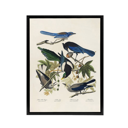 Magpie Clarks Crow and Jays Audubon Nature Black Framed Canvas Wall Art