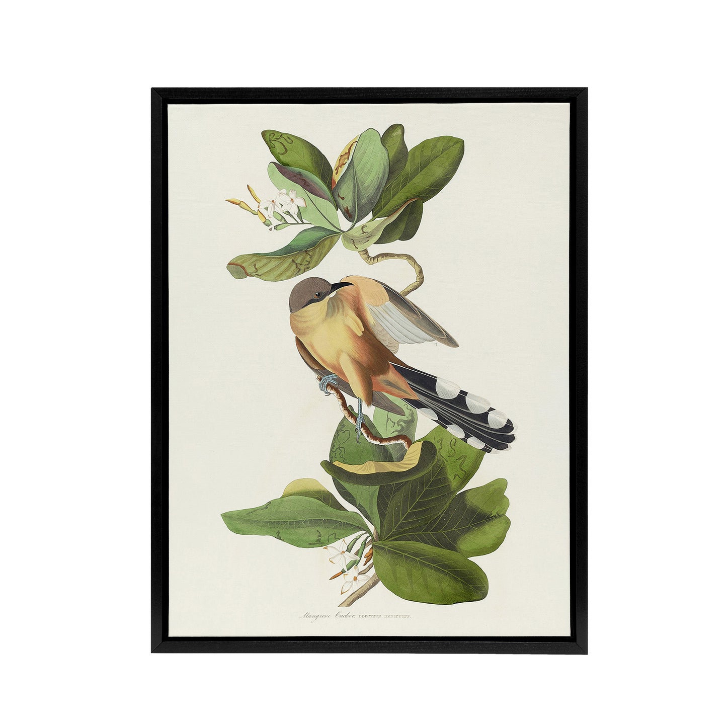 Mangrove Cuckoo Apple Flower Audubon Nature Black Framed Canvas Wall Art