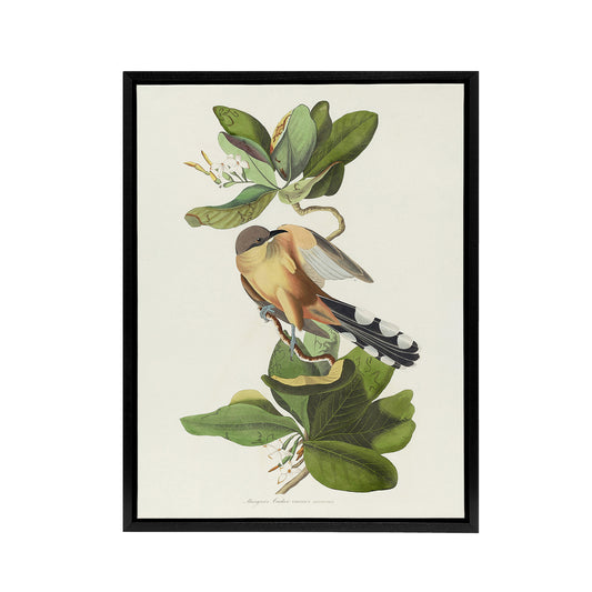 Mangrove Cuckoo Apple Flower Audubon Nature Black Framed Canvas Wall Art