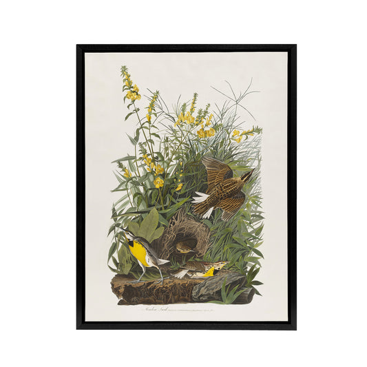 Meadowlark Bird False Foxglove Audubon Black Framed Canvas Wall Art