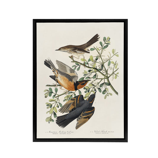 Mountain Mocking Bird and Thrush Audubon Nature Framed Canvas Wall Art