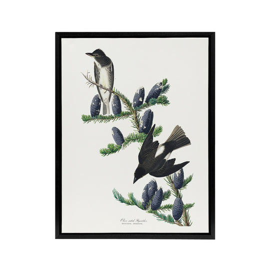 Olive Sided Flycatcher Bird on Fir Tree Audubon Framed Canvas Wall Art