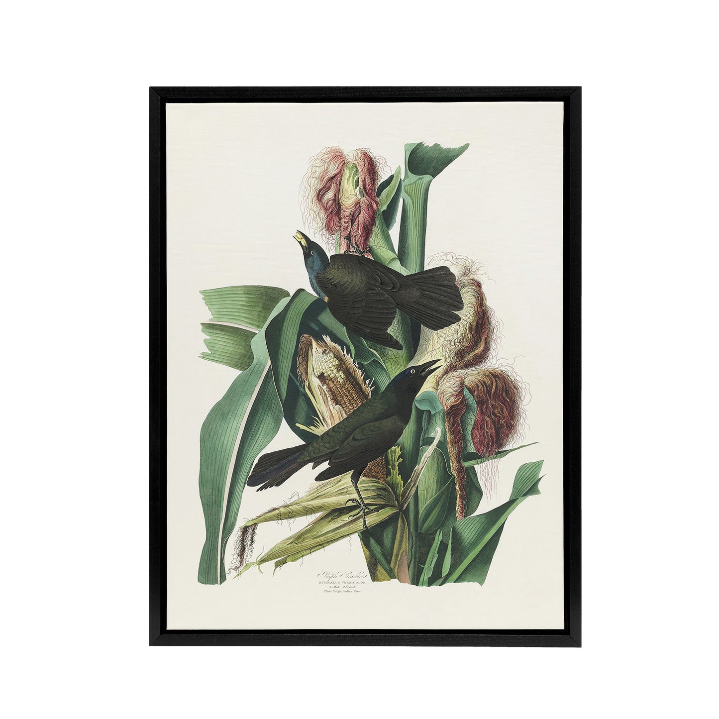 Purple Grackle Crow Blackbird Audubon Nature Black Framed Canvas Wall Art