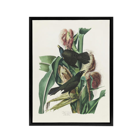 Purple Grackle Crow Blackbird Audubon Nature Black Framed Canvas Wall Art