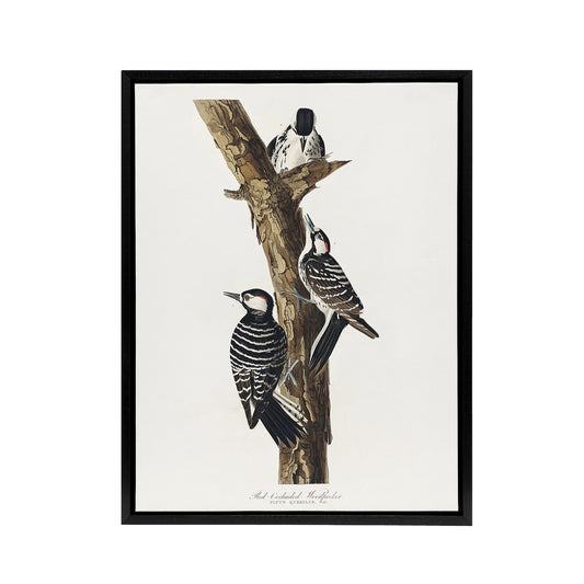 Red Cockaded Woodpecker Audubon Nature Black Framed Canvas Wall Art