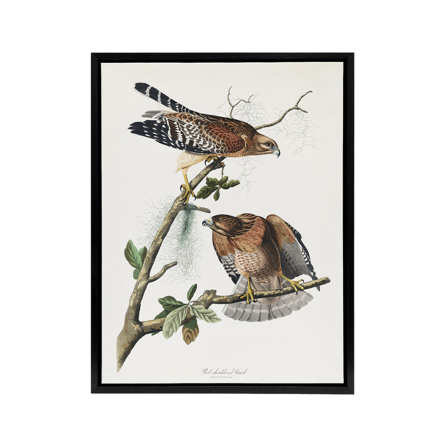 Red Shouldered Hawk Audubon Nature Black Framed Canvas Wall Art