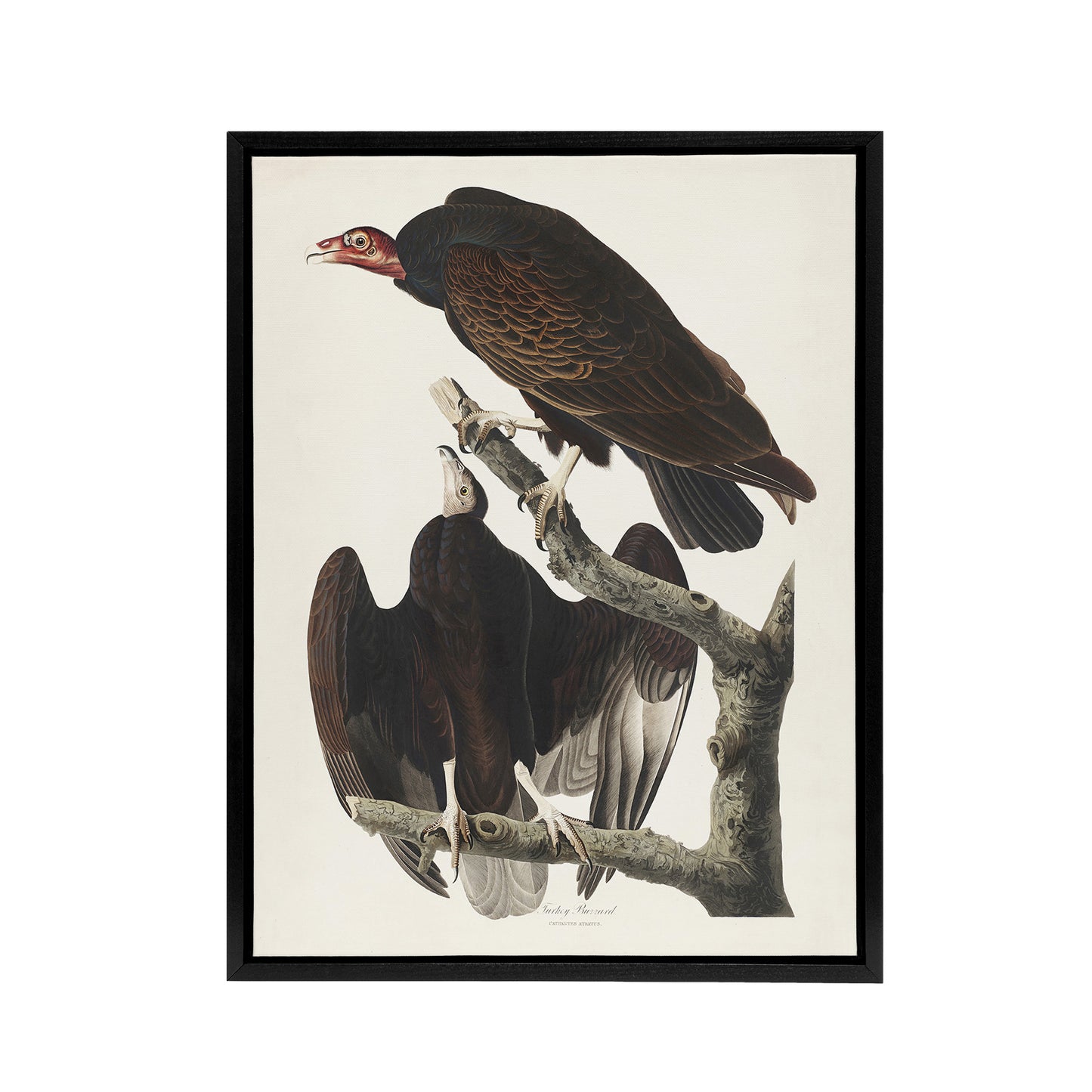 Turkey Buzzard Vulture Audubon Nature Black Framed Canvas Wall Art