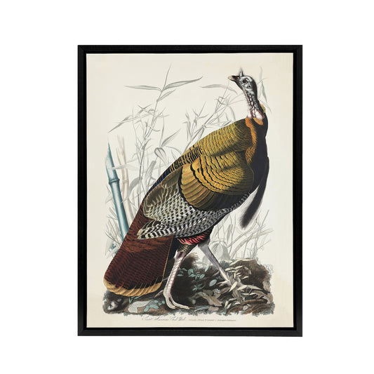 Birds of America Wild Turkey Audubon Nature Black Framed Canvas Wall Art