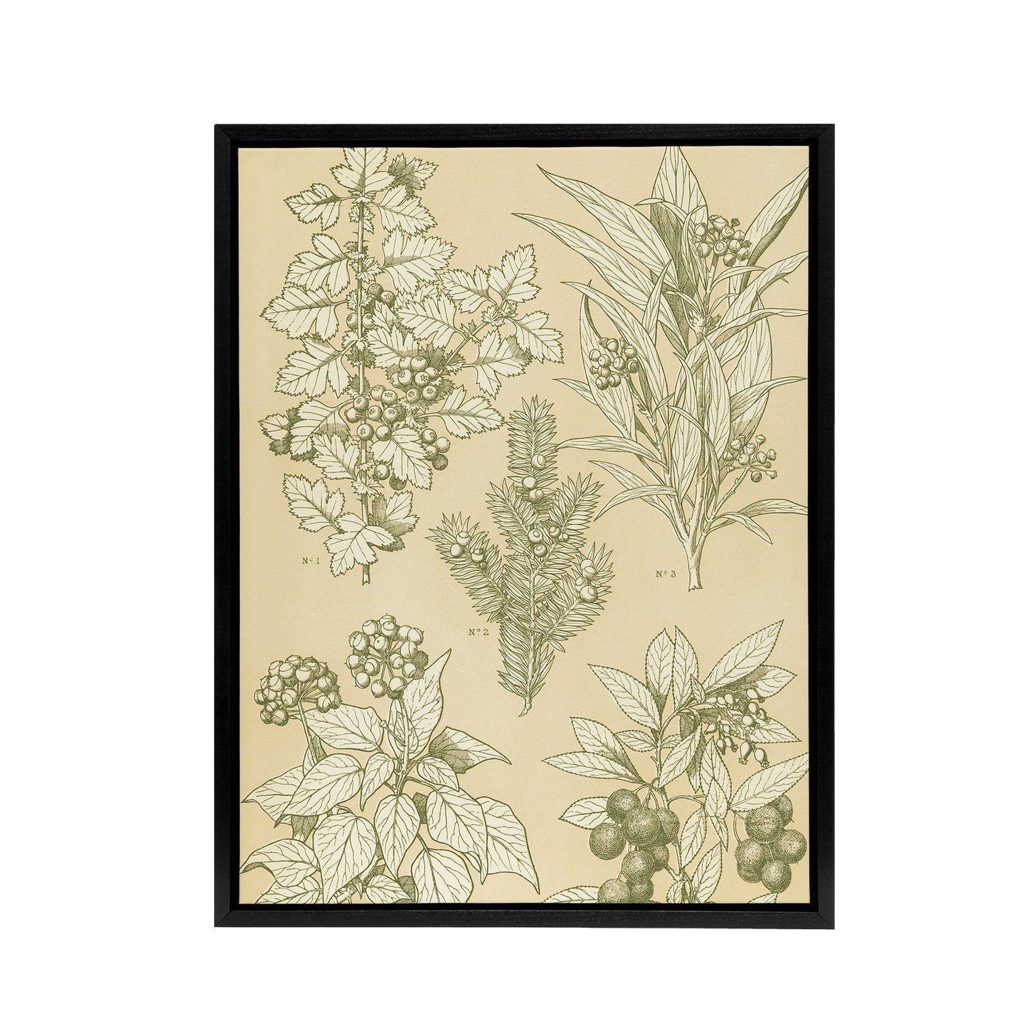 Leaves From Nature No 7 Botanical Jones Vintage Framed Canvas Wall Art