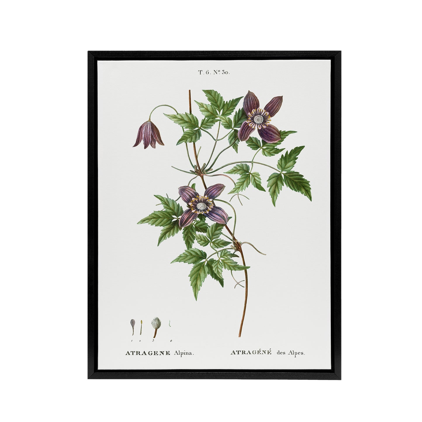 Alpine Clematis Flower Redoute Vintage Black Framed Canvas Wall Art