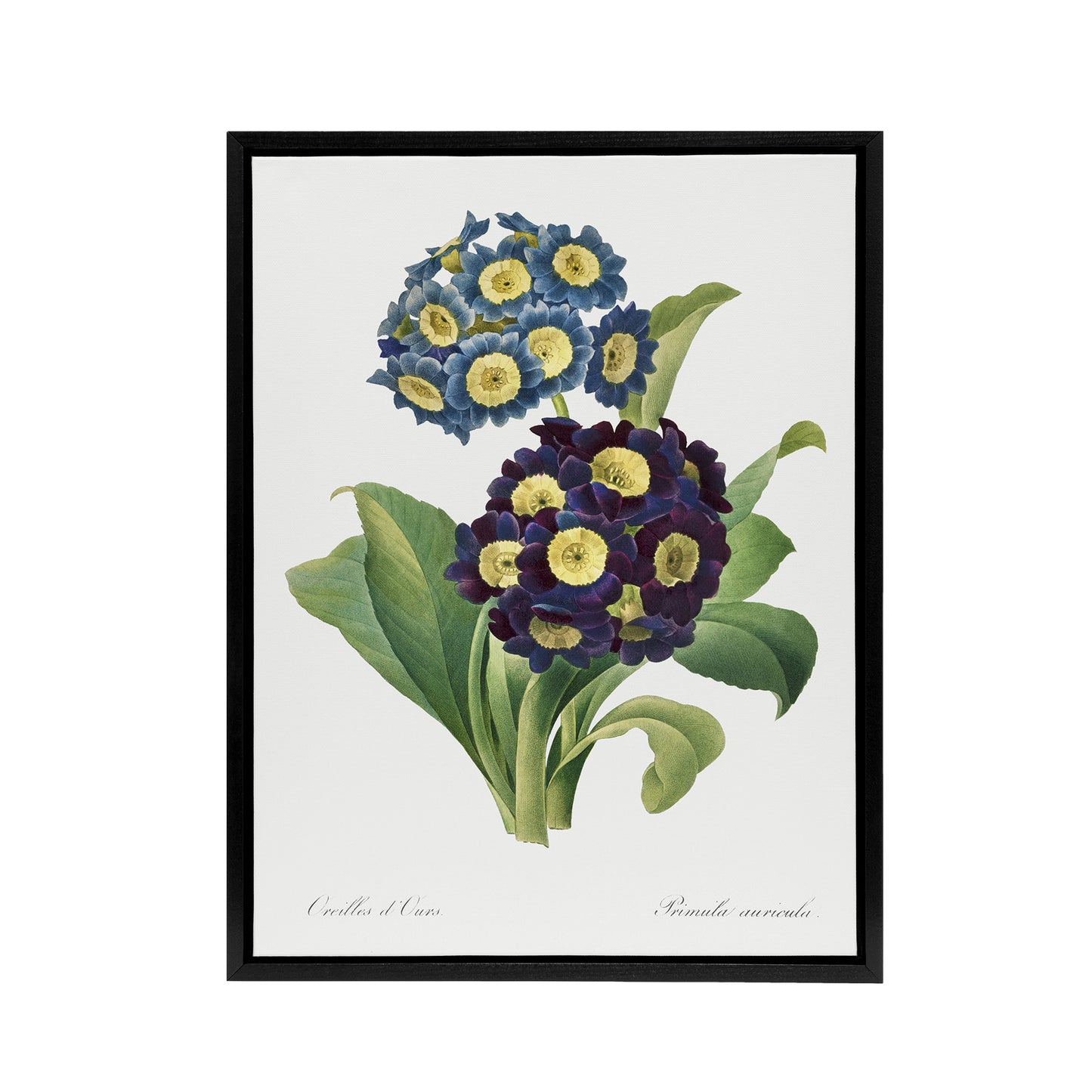 Floral Primula Auricula Redoute Vintage Black Framed Canvas Wall Art