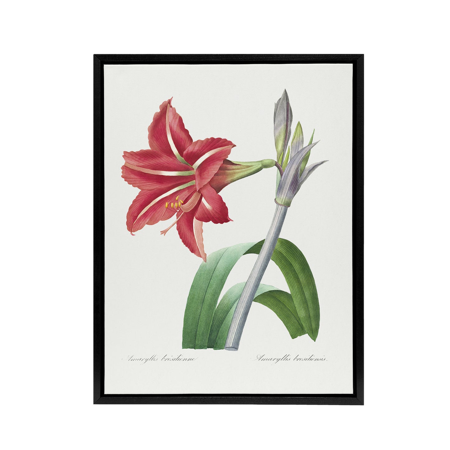 Brazilian Amaryllis Flower Redoute Vintage Black Framed Canvas Wall Art