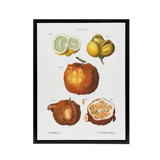 Citrus Fruit Illustration Redoute Vintage Black Framed Canvas Wall Art