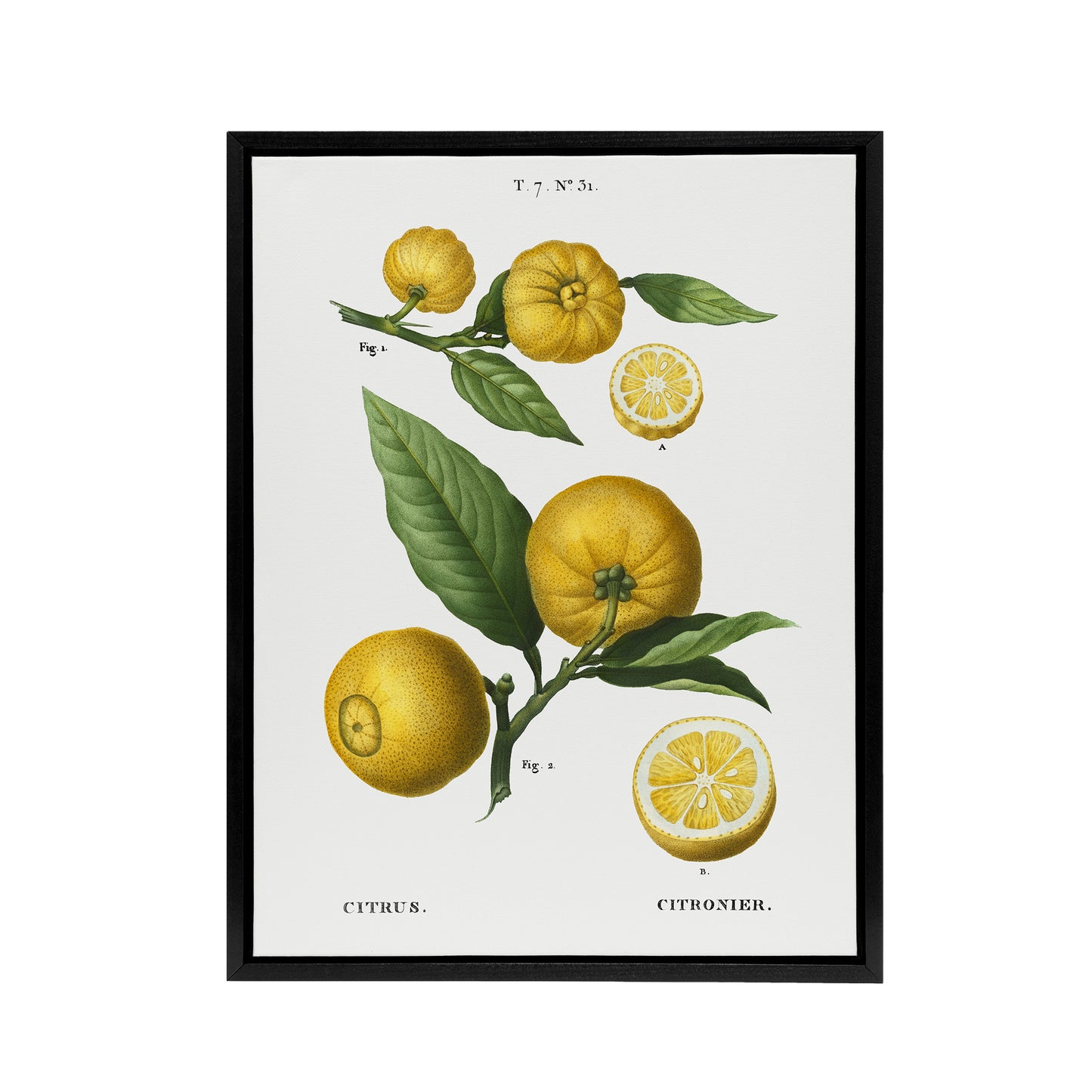 Clusters of Citrus Fruit Redoute Vintage Black Framed Canvas Wall Art