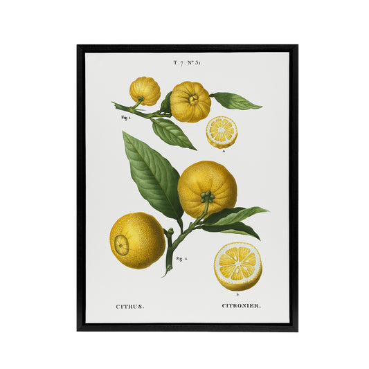 Clusters of Citrus Fruit Redoute Vintage Black Framed Canvas Wall Art