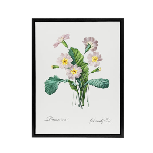Primrose Floral Illustration Redoute Vintage Black Framed Canvas Wall Art