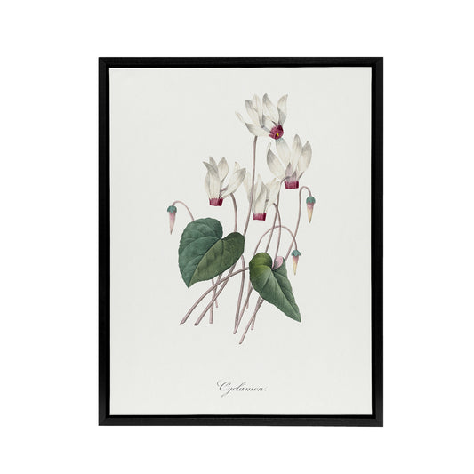 Cyclamen Floral Illustration Redoute Vintage Black Framed Canvas Wall Art