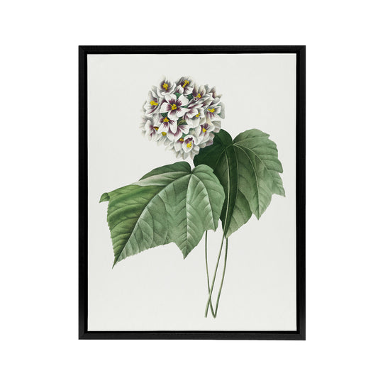 White Dombeya Amelia Flowers Redoute Vintage Black Framed Canvas Wall Art